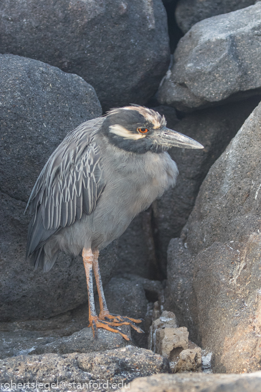 galapagos